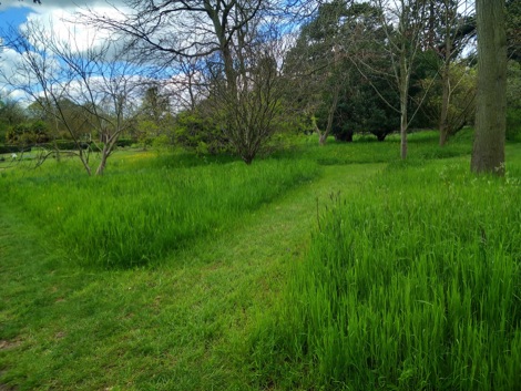 Long grass with shorter grass paths